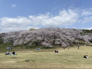 桜ブログ「根岸森林公園桜の開花状況」4.7号