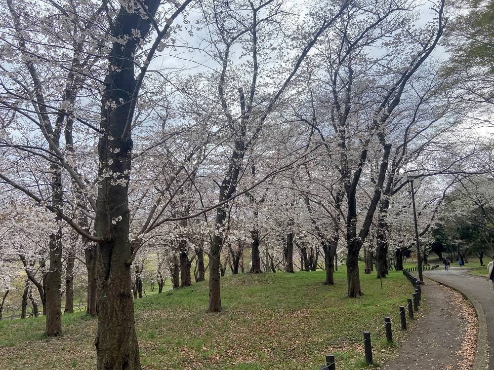 桜ブログ「根岸森林公園桜の開花状況」4.2号の写真
