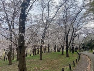 桜ブログ「根岸森林公園桜の開花状況」4.2号