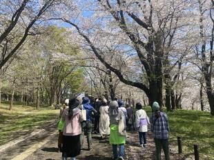 桜ガイドツアーを実施しました。