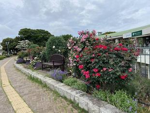 香りのバラ園便り5.22