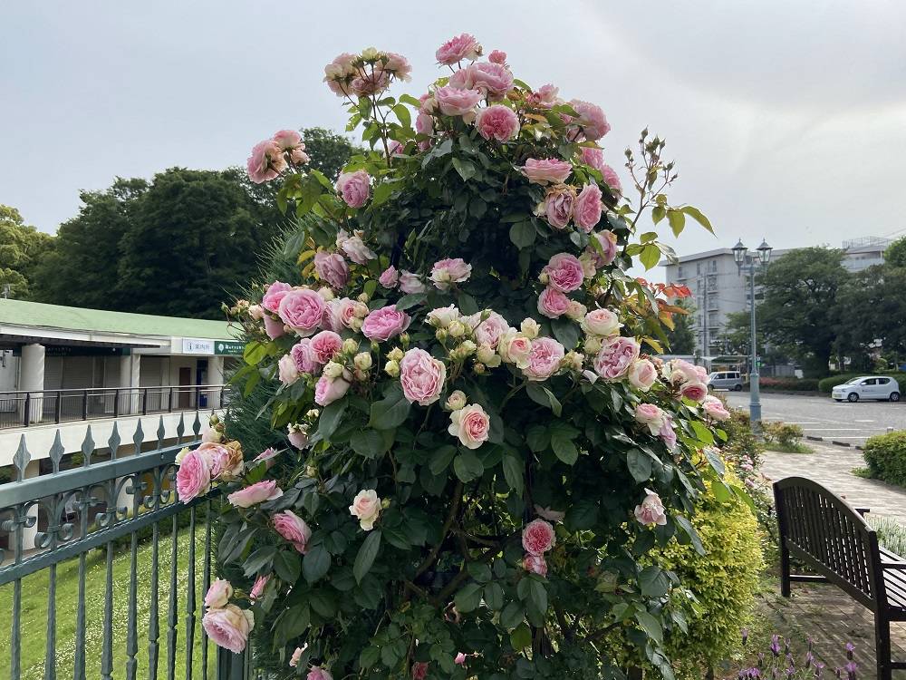 香りのバラ園だより5.20の写真