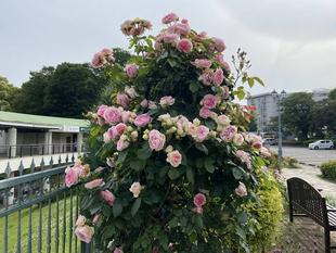 香りのバラ園だより5.20