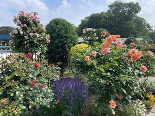 香りのバラ園だより5.15