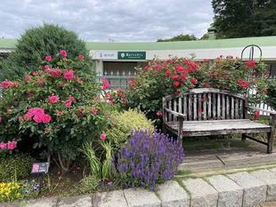 香りのバラ園たより5.26