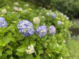 土曜日はいつも雨