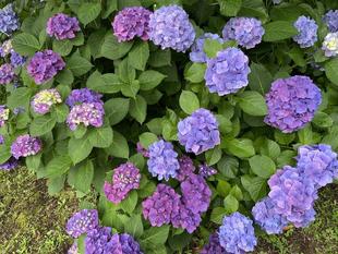 アジサイの季節