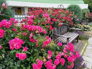 香りのバラ園だより6.9