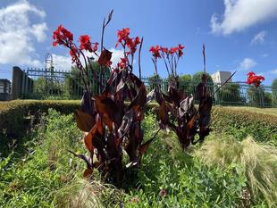 今日は夏至です