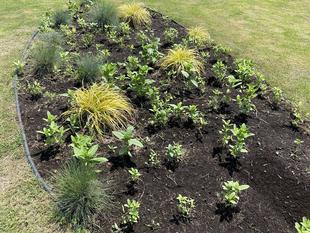 たねダンゴ花壇