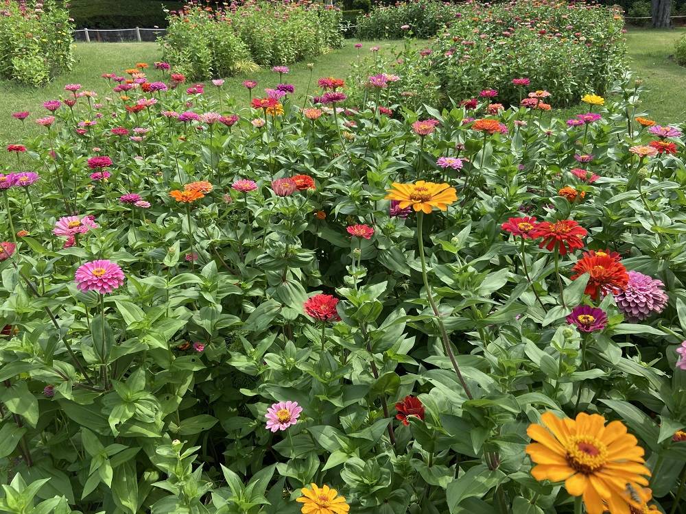 花だより8.11の写真