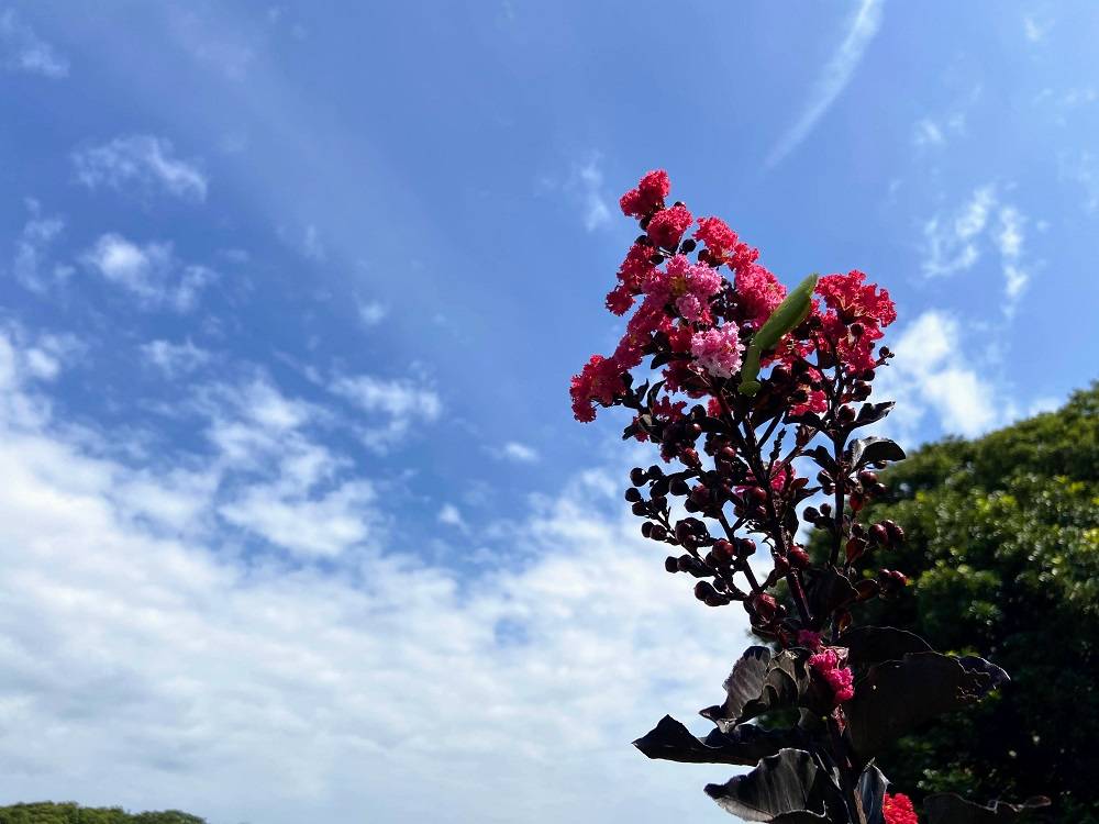 花だより8.14の写真