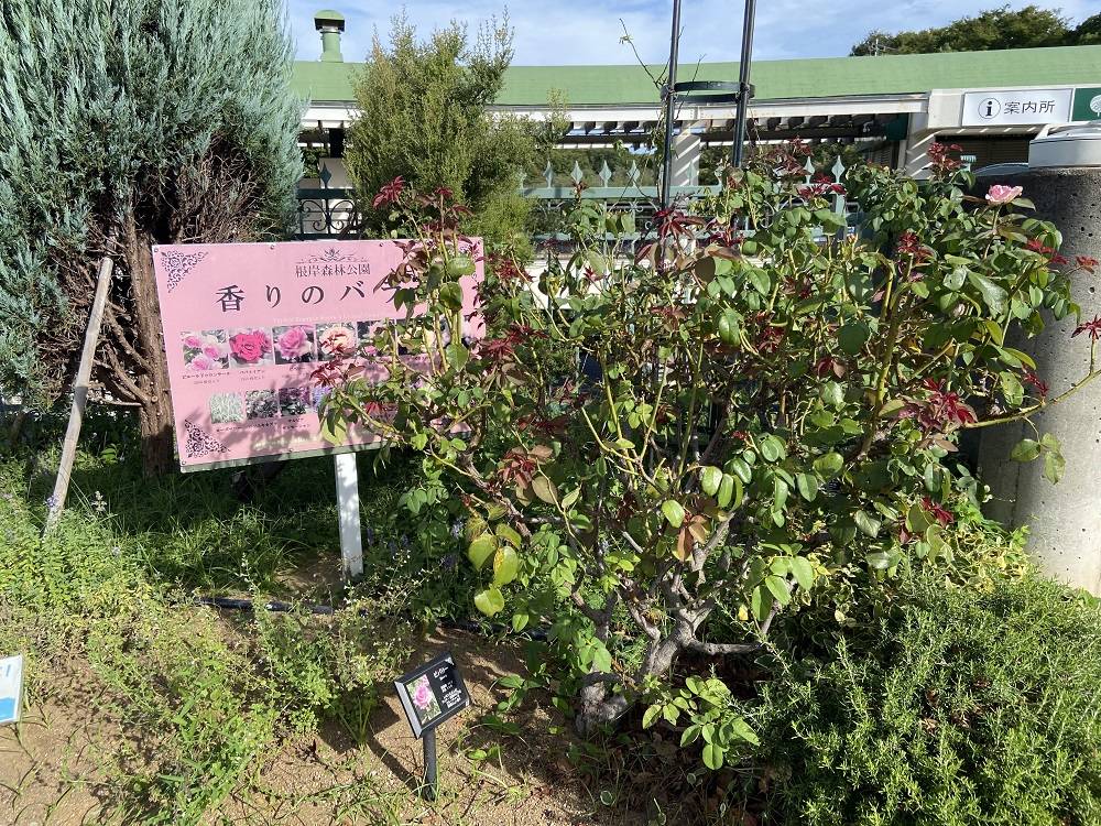 花だより9.11の写真