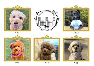 第4回わんわんアンバサダーコンテスト出場犬大募集