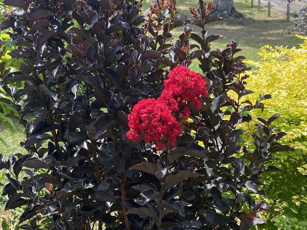 花だより9.5の写真