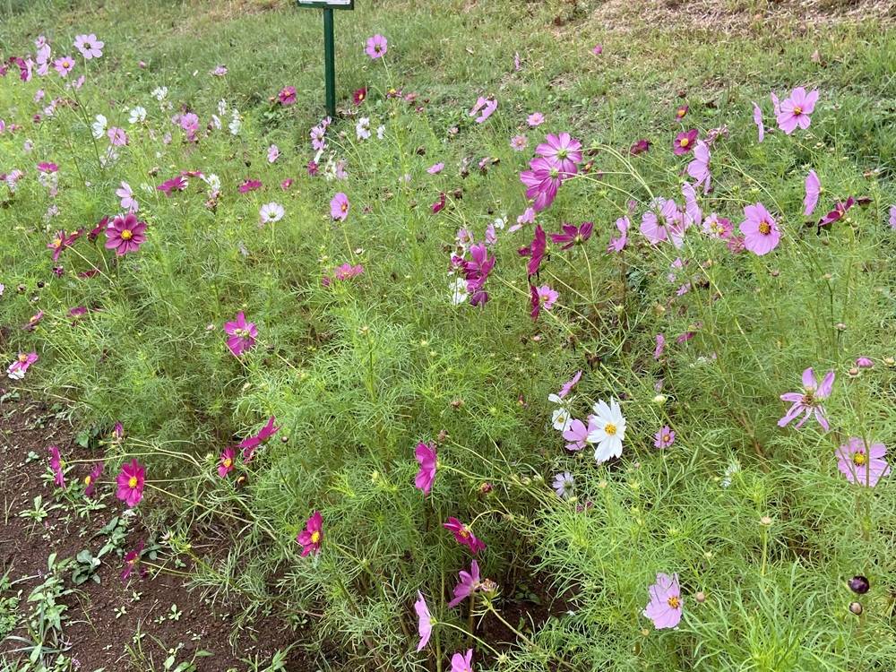 秋めいて来ましたの写真