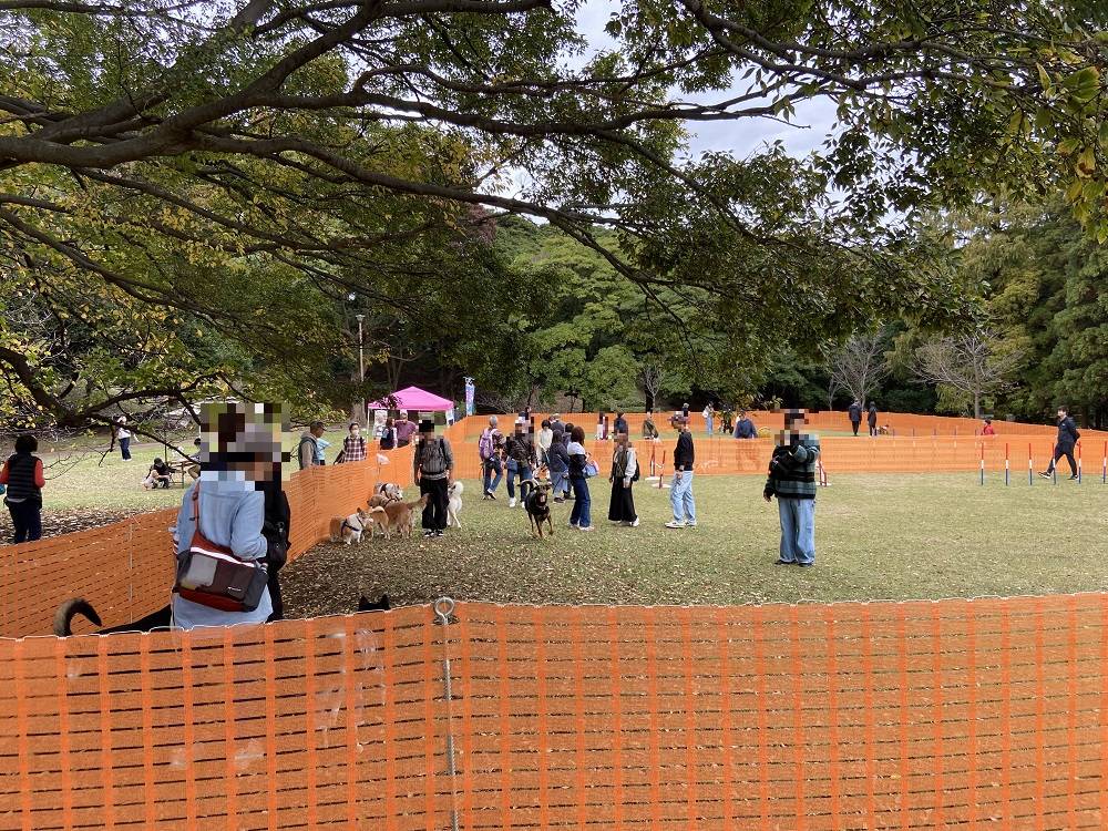11月のドッグランの写真