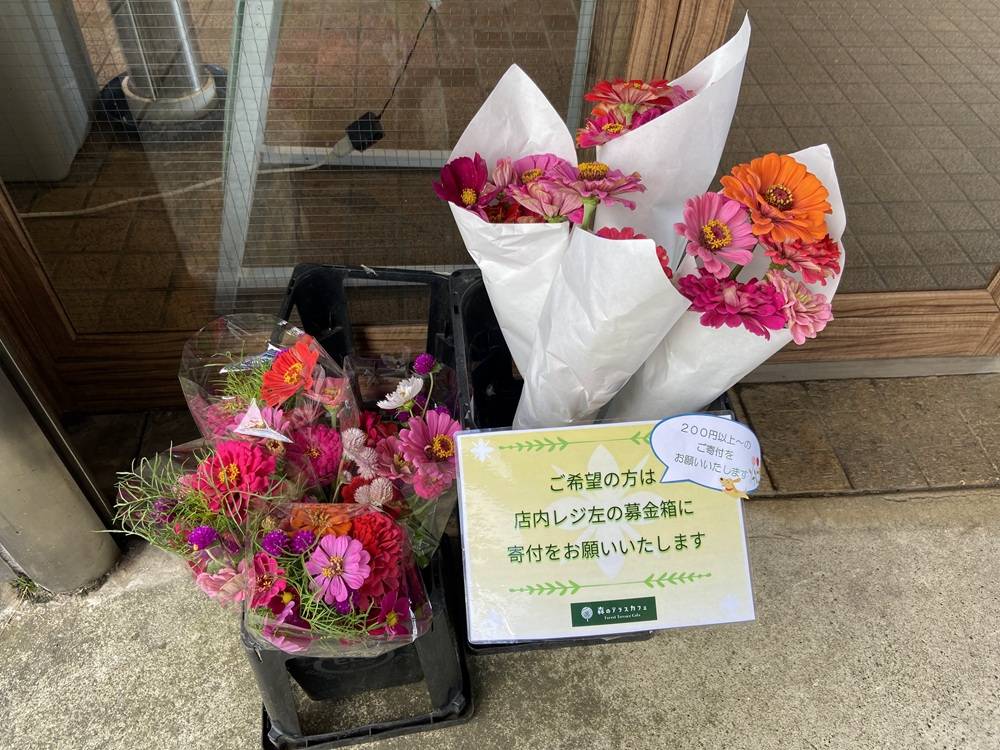 タネダンゴ花壇のその後の写真