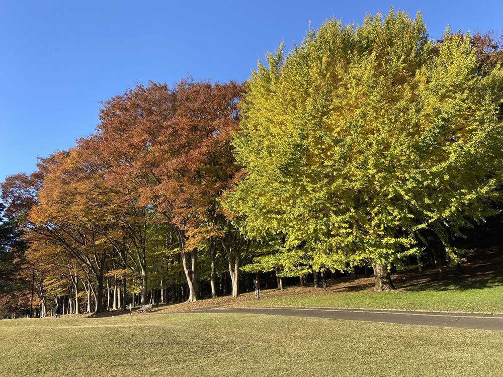 園内の紅葉の写真