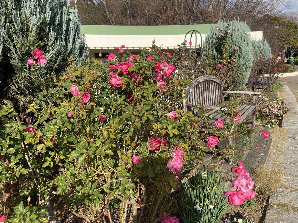 バラの管理講座の写真