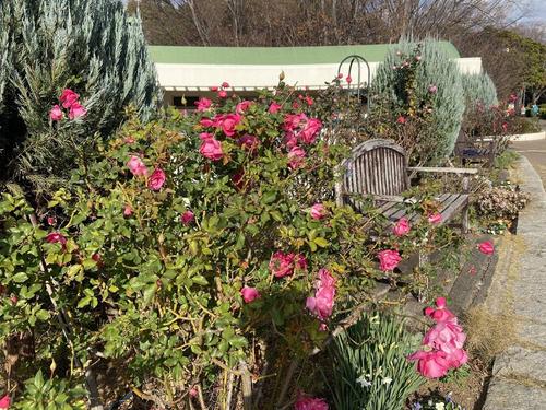 バラの管理講座の画像