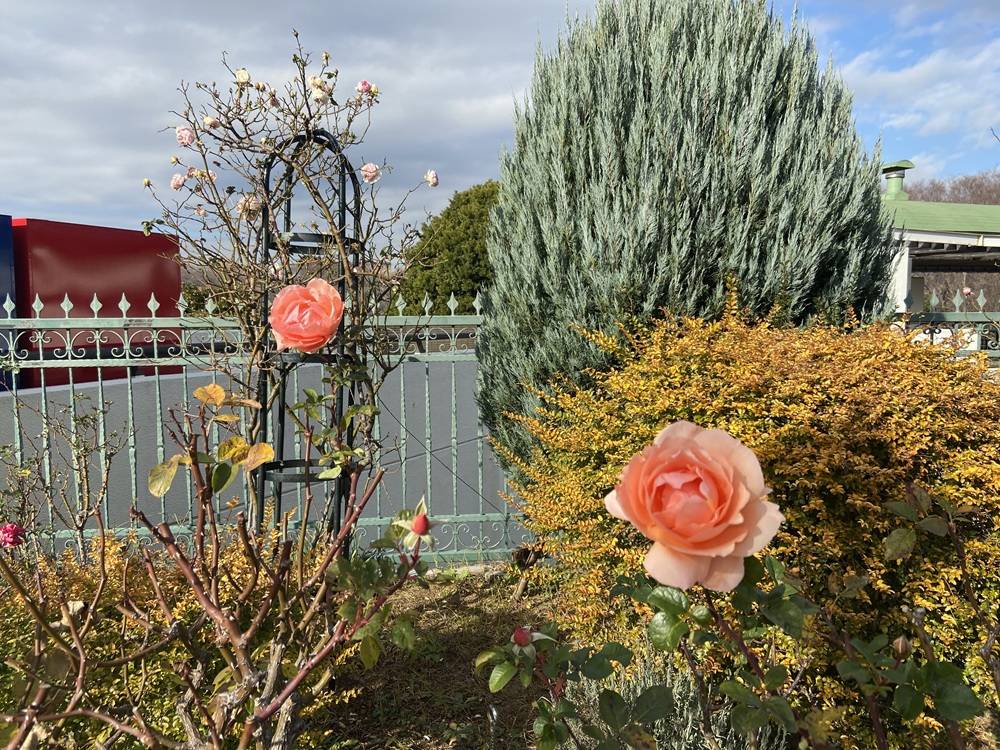 冬のバラの写真