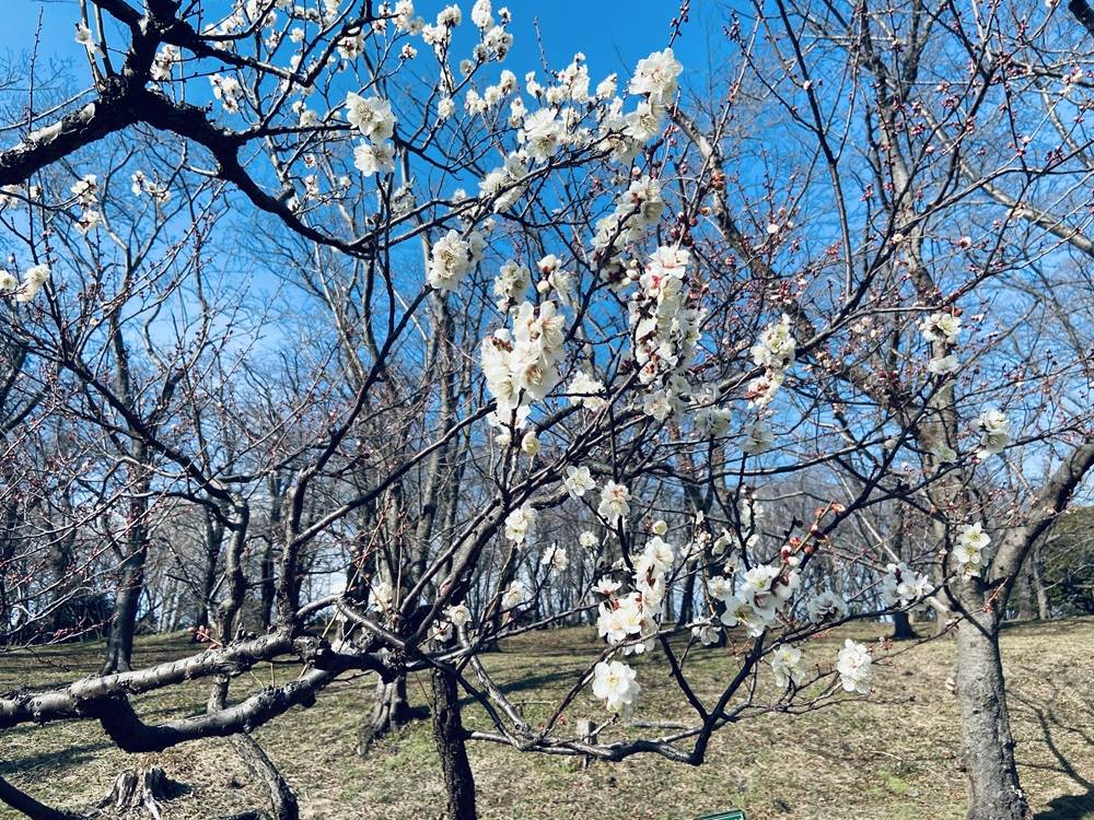 梅まつりを開催します。の写真