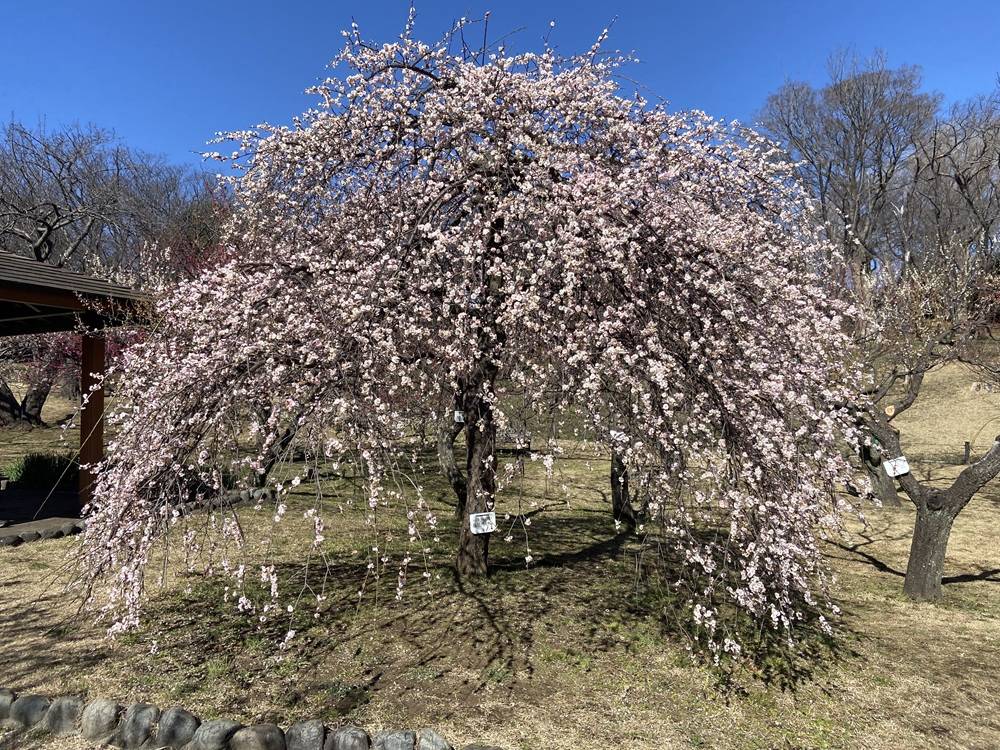 梅が見頃を迎えています（2月19日）の写真