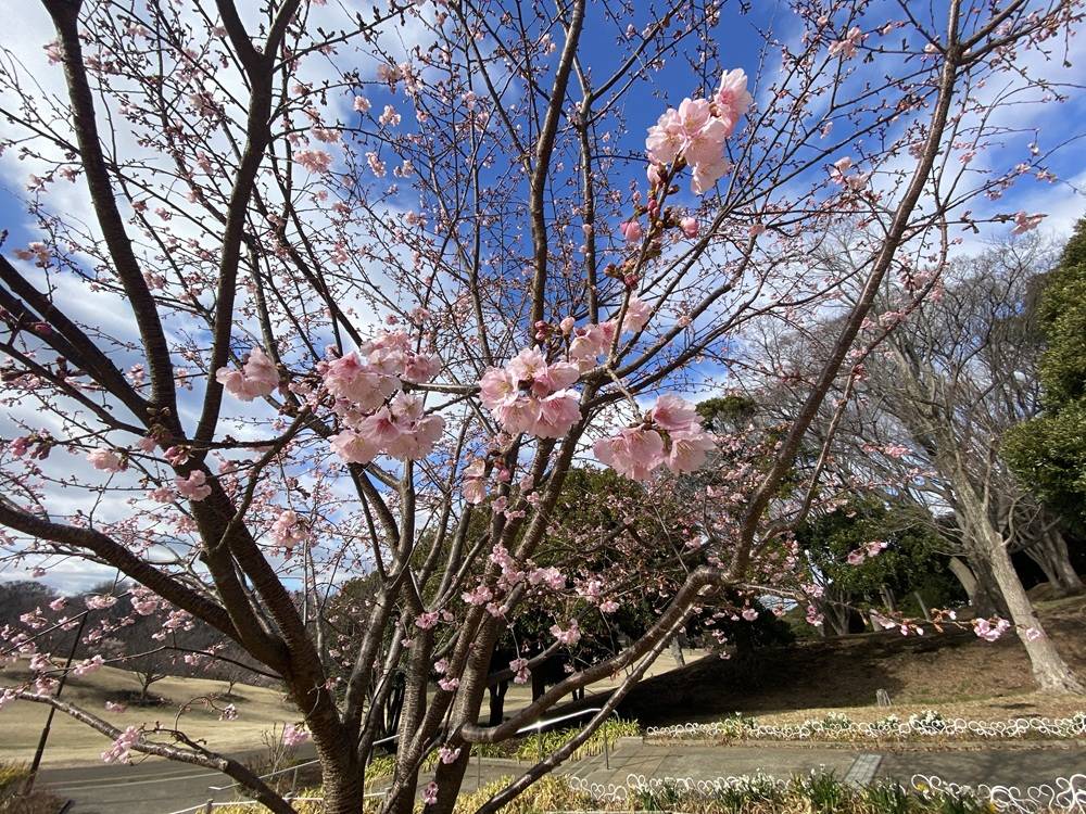 桜ブログ「根岸森林公園桜開花情報」2.26号の写真