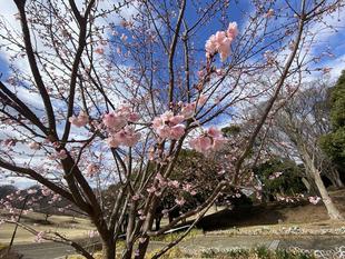 桜ブログ「根岸森林公園桜開花情報」2.26号