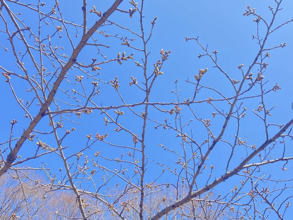 桜ブログ「根岸森林公園桜開花情報」3.21号の写真