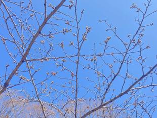 桜ブログ「根岸森林公園桜開花情報」3.21号