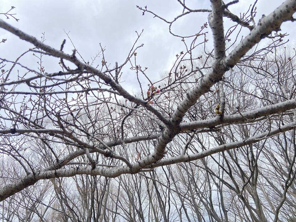 桜ブログ「根岸森林公園桜開花情報」3.19号の写真