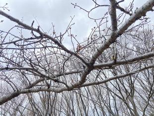 桜ブログ「根岸森林公園桜開花情報」3.19号