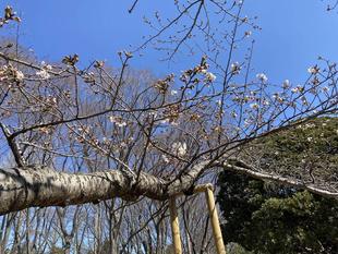 桜ブログ「根岸森林公園桜開花情報」3.24号