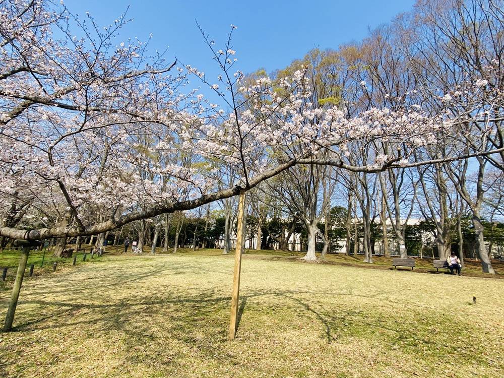 桜ブログ「根岸森林公園桜開花情報」3.29号の写真