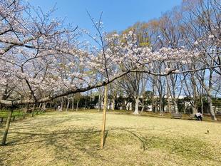 桜ブログ「根岸森林公園桜開花情報」3.29号
