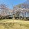 桜ブログ「根岸森林公園桜開花情報」3.29号の画像