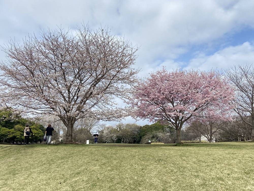 桜ブログ「根岸森林公園桜開花情報」3.27号の写真