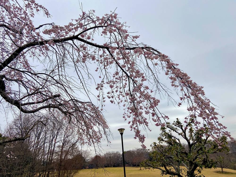 桜ブログ「根岸森林公園桜開花情報」3.17号の写真