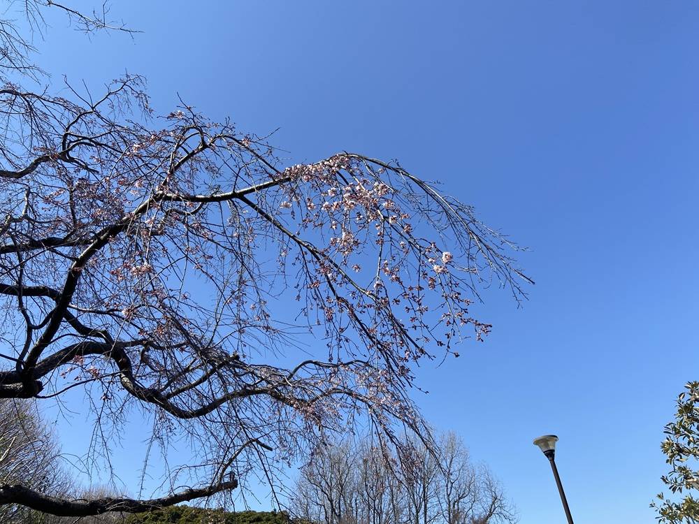 桜ブログ「根岸森林公園桜開花情報」3.12号の写真