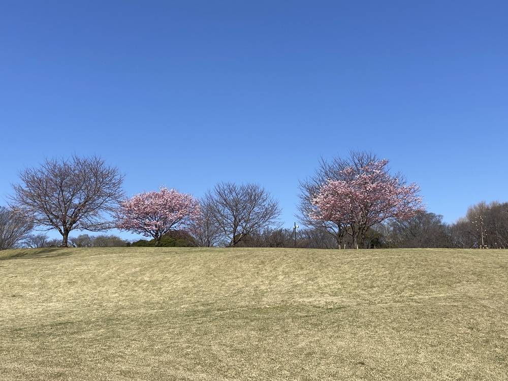 桜人気コンテストの写真