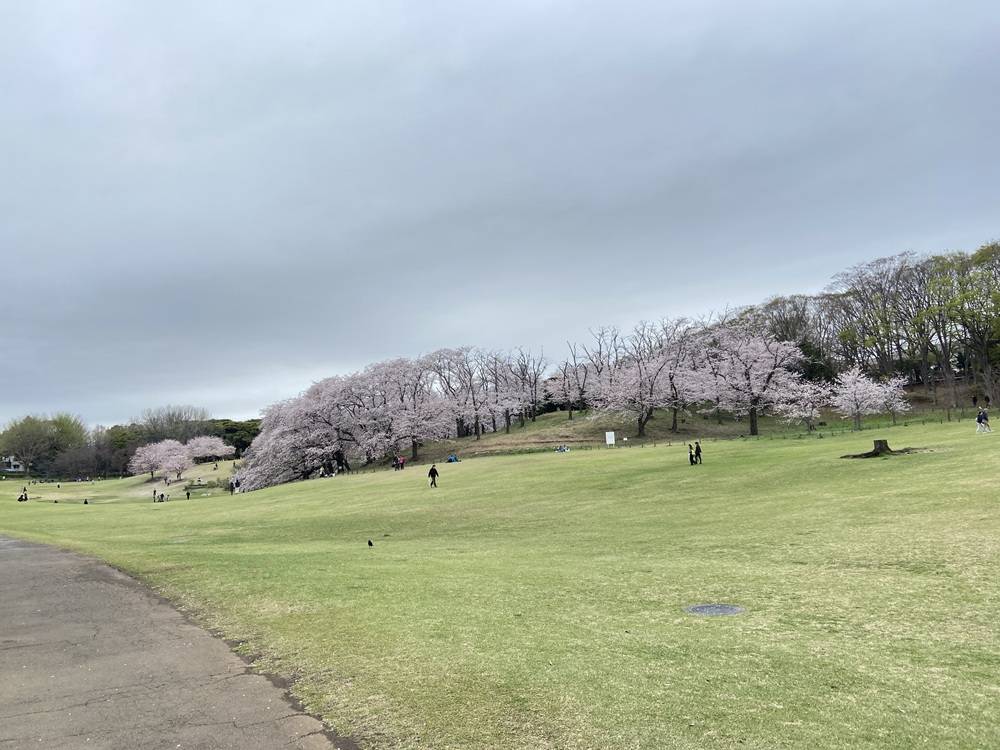 桜ブログ「根岸森林公園桜開花情報」4.2号の写真