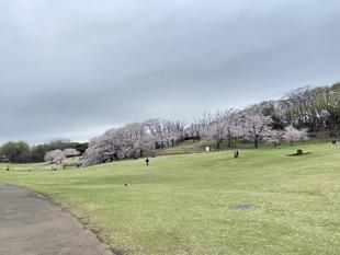 桜ブログ「根岸森林公園桜開花情報」4.2号