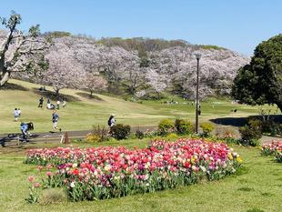 桜ブログ「根岸森林公園桜開花情報」4.6号
