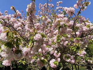 桜開花情報番外編