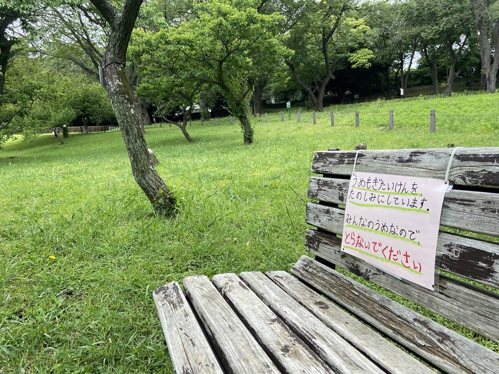 梅の実は取らないでください。の写真