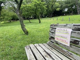 梅の実は取らないでください。