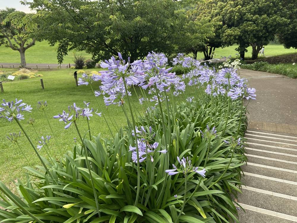 季節のお花たちの写真