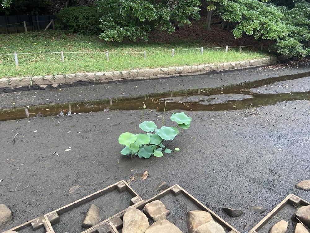 池の蓮の花の写真